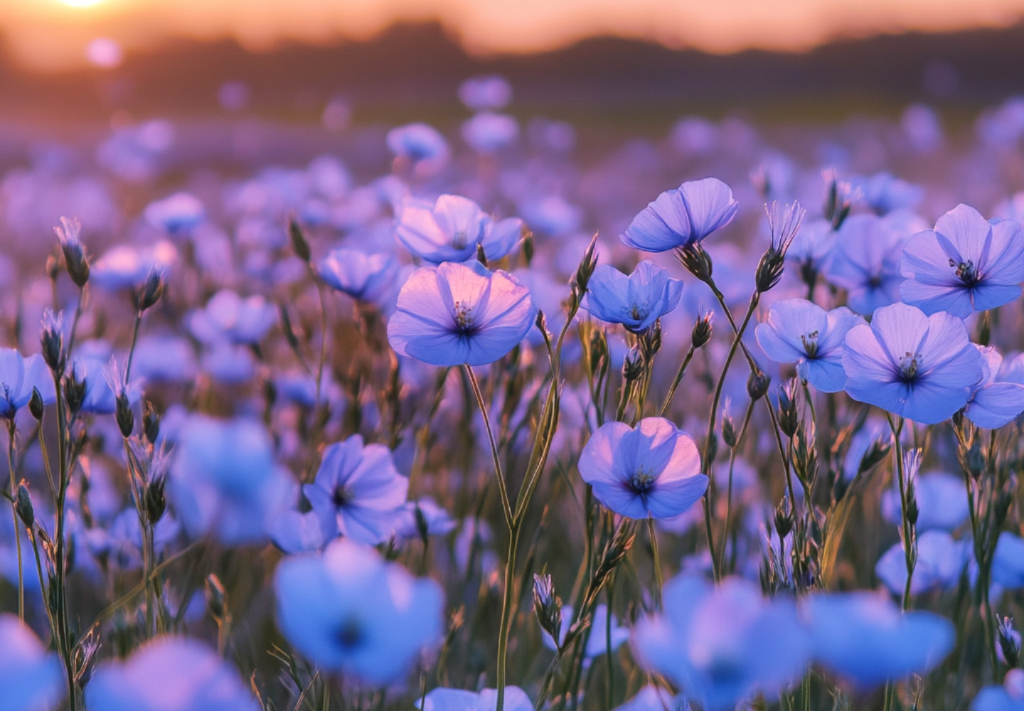 A vibrant field of blooming blue flax flowers bathed in warm sunset light, with soft focus in the background creating a dreamy, serene atmosphere.