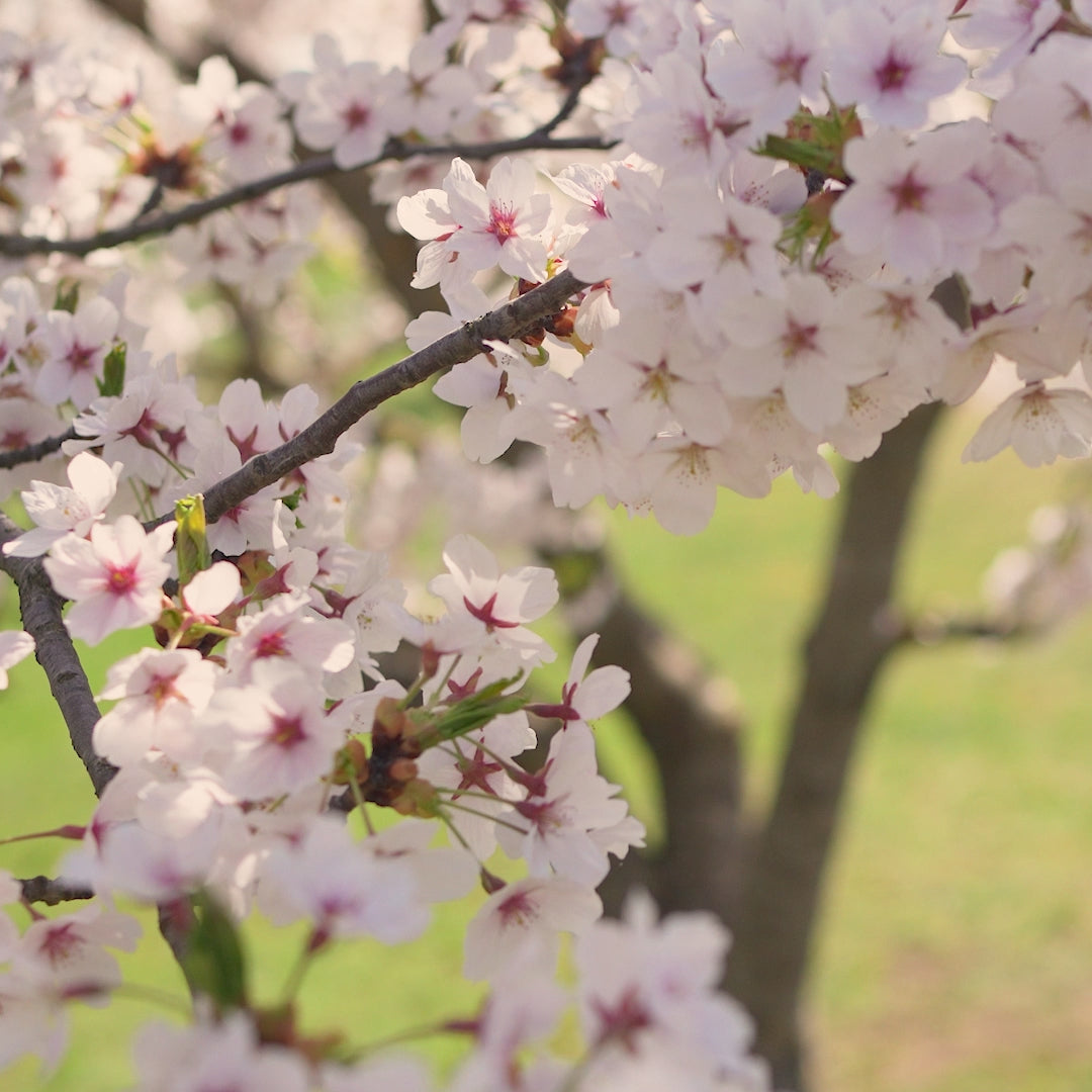 A woman with shoulder-length brown hair models an off-the-shoulder, long-sleeved shadow purple linen blouse and menique linen pants, gently smiling and posing in front of a blooming cherry blossom tree and a body of water in a short video.